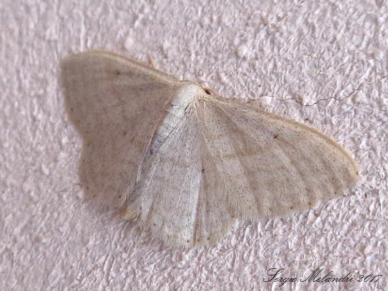 Geometridae da Id - Idaea subsericeata